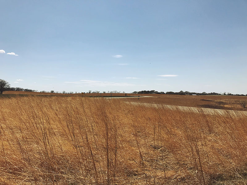 Tall, tawny grasses at Glendalough State Park.