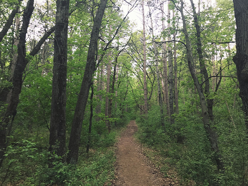 Beautiful trails through Afton State Park.