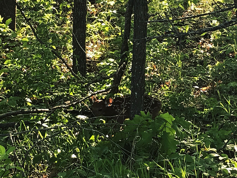 I found Bambi!