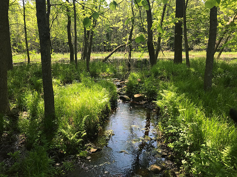 A pretty stream at Father Hennepin State Park.