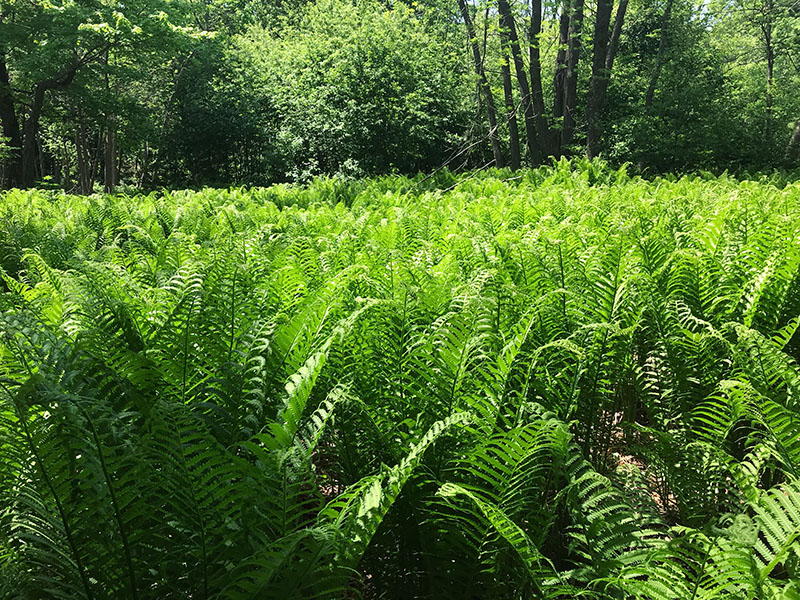 A rather random field of ferns at Father Hennepin State Park.