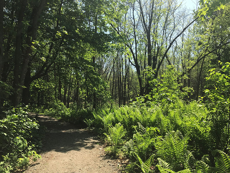 Father Hennepin State Park has nice, short trails.