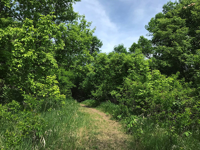 Lac Qui Parle is a beautiful park to hike through.