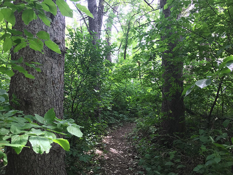 The trail to Lac Qui Parle Lake is hilly and beautiful.
