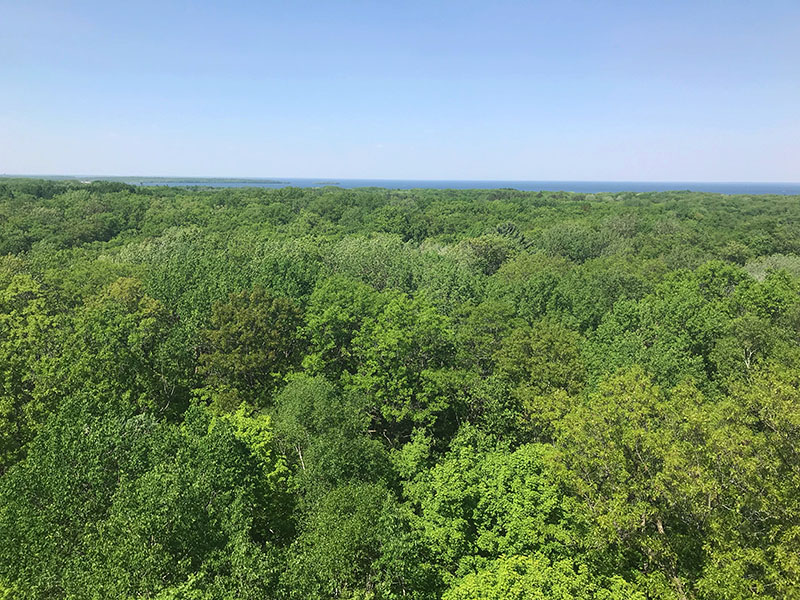 View from the observation tower at Mille Lacs Kathio State Park.