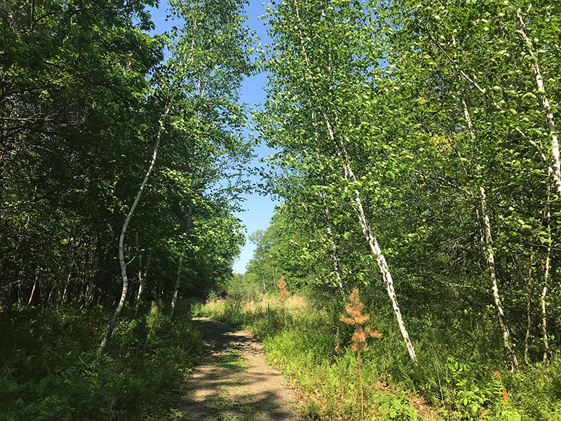 Landmark Trail at Mille Lacs Kathio State Park.