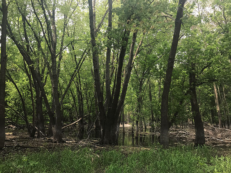 Much of the park was flooded during my visit.