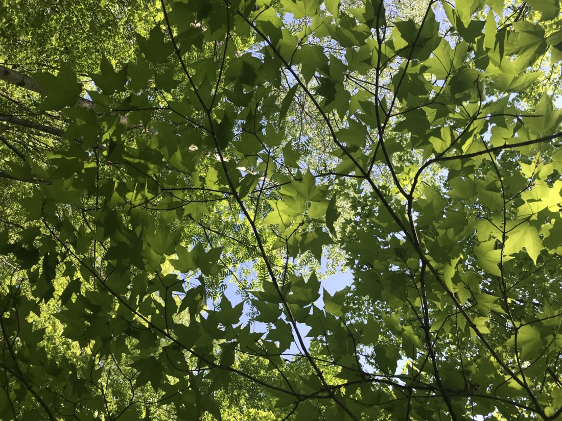 Light shining through the bright green leaves at Mille Lacs Kathio State Park.