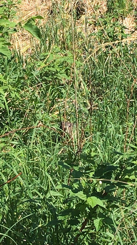 A beaver at Mille Lacs Kathio State Park!