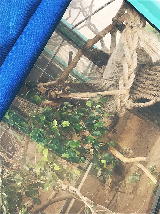 Why is there a sloth at SeaWorld?