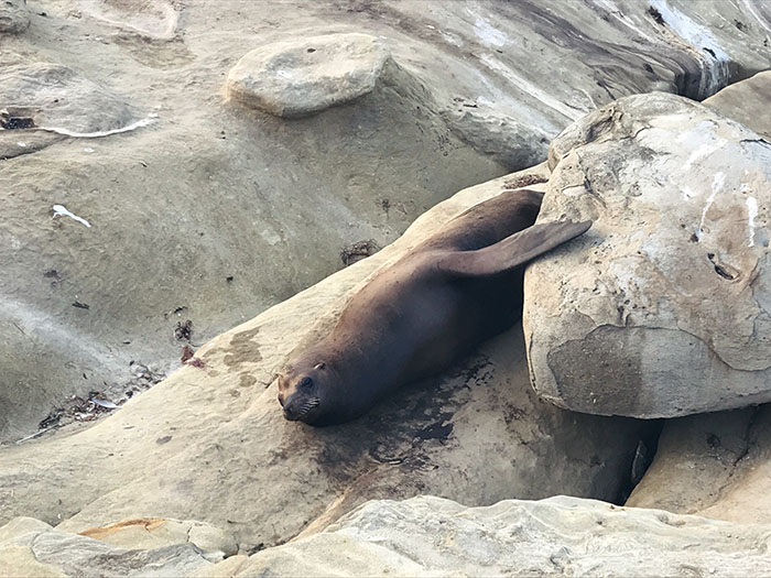 Sea lions did not put up with anyone's bullshit.