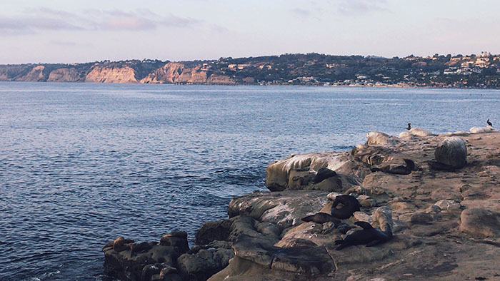 The La Jolla sea lions must hate the paparazzi.