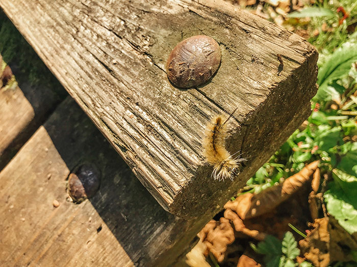 We found a cute, fuzzy caterpillar.