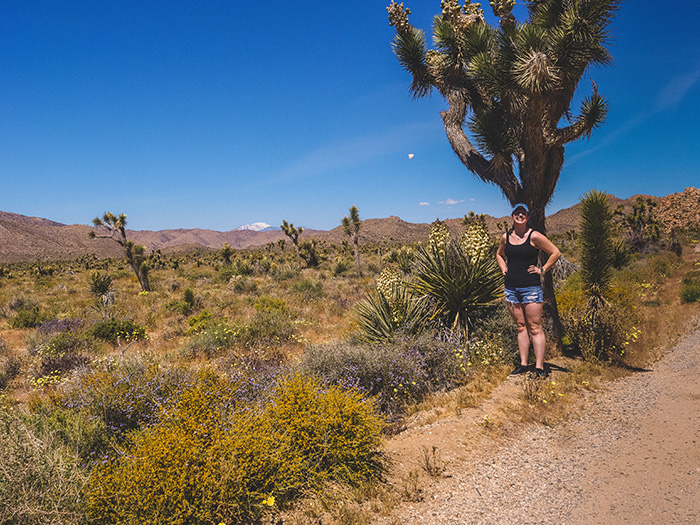 Joshua Tree National Park.