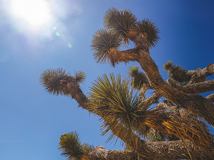 Joshua Tree National Park.