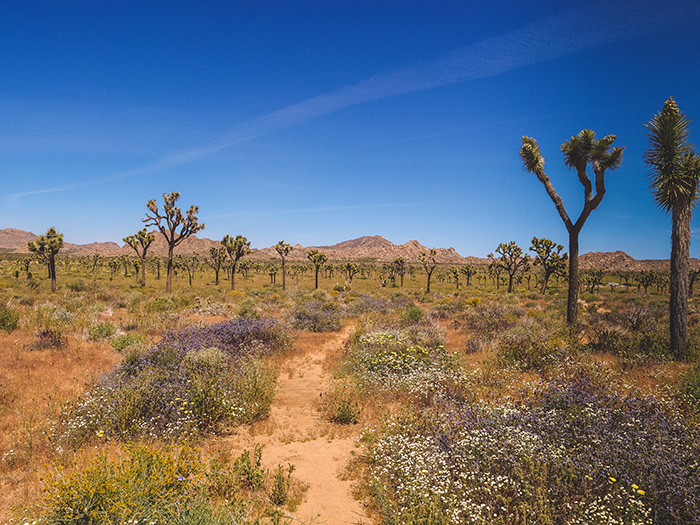 Joshua Tree National Park.