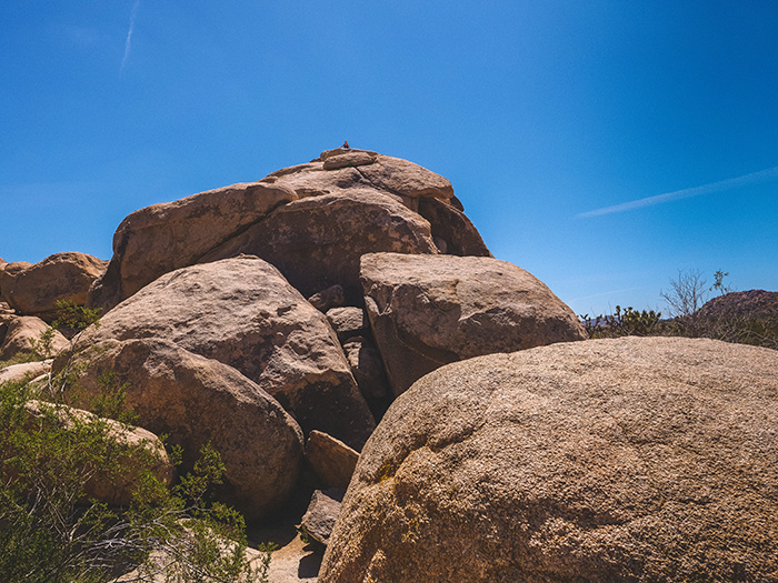 Joshua Tree National Park.