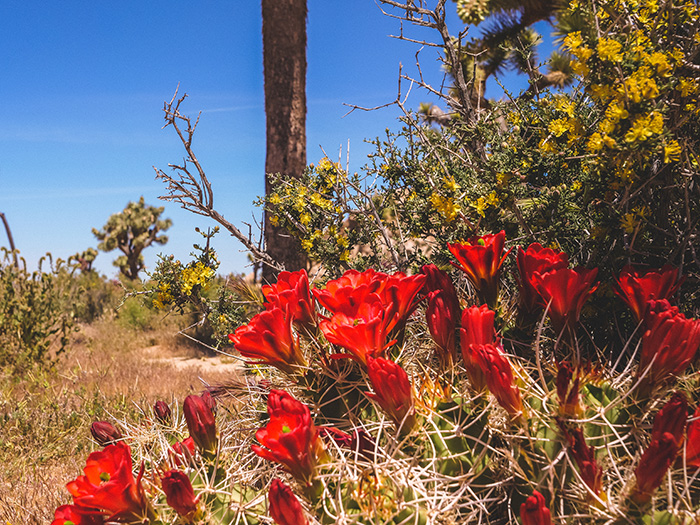 Joshua Tree National Park.