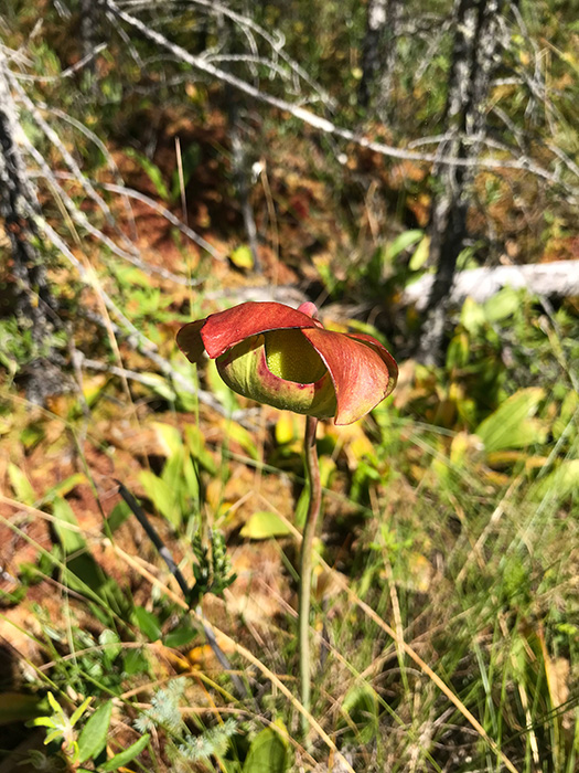 Big Bog State Park