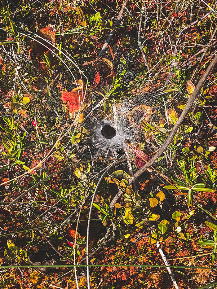 Big Bog State Park