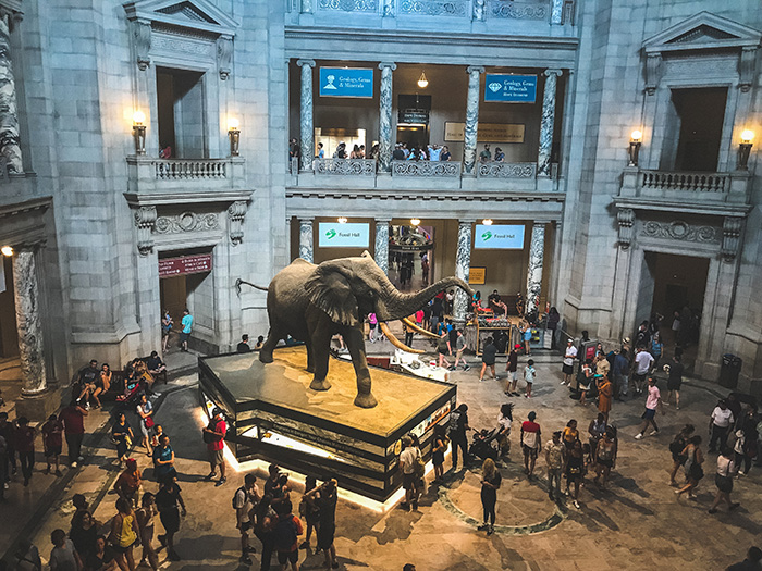 American Museum of Natural History