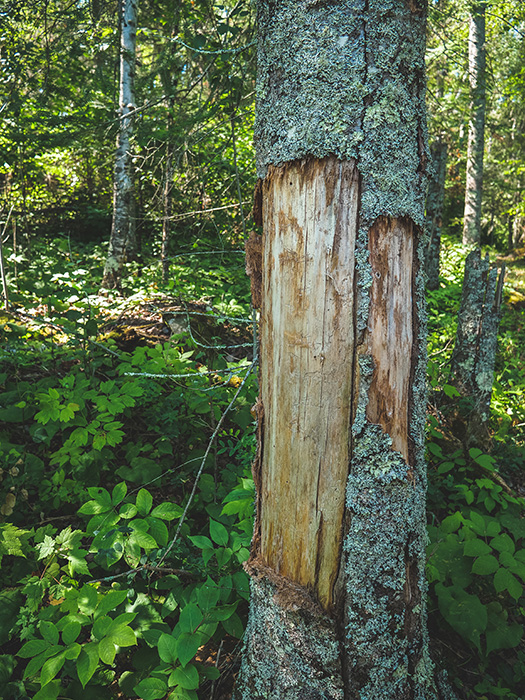 Franz Jevne State Park