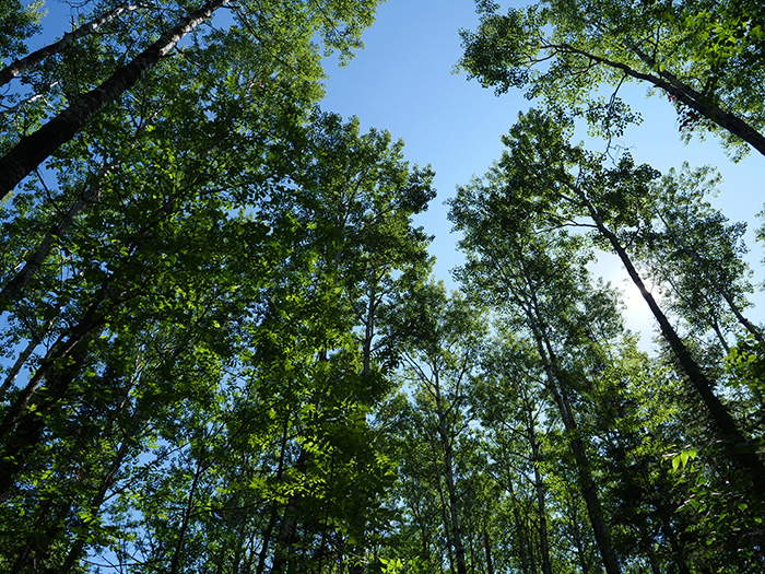 Franz Jevne State Park