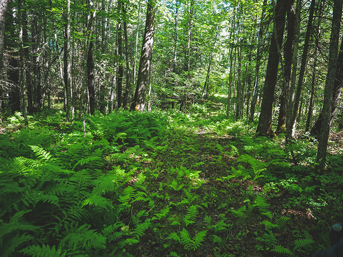 Franz Jevne State Park