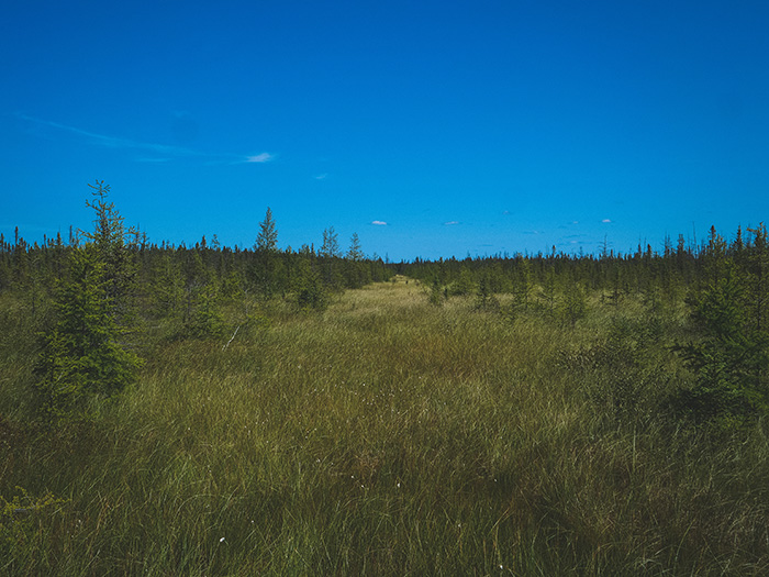 Big Bog State Park