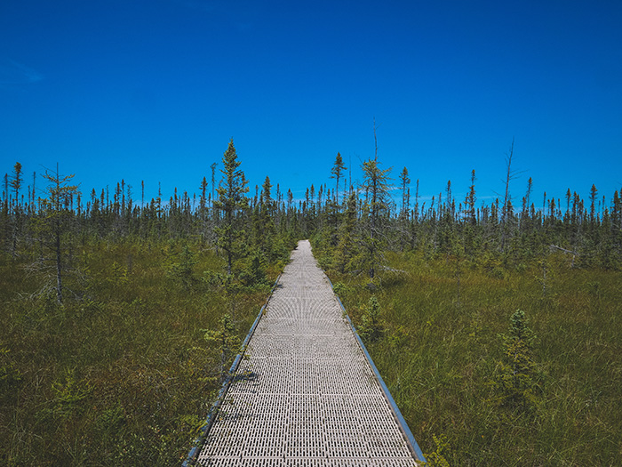 Big Bog State Park